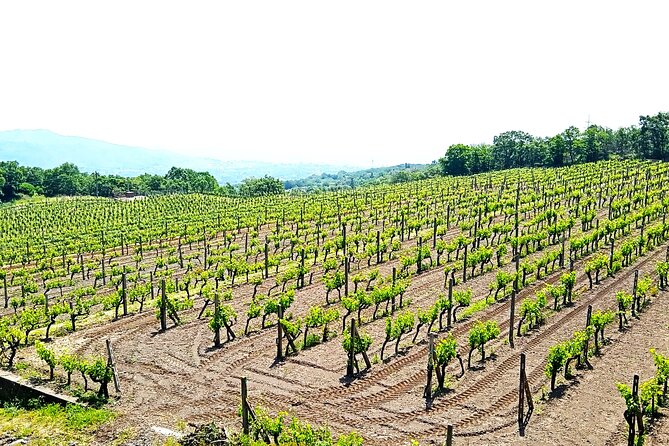 Private tour of Etna with food and wine tasting in the cellar - How the private format changes the day