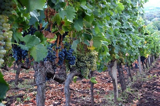 Private visit to the cellars of Etna with wine tasting - How Roberto and Dan may shape the day