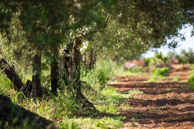 Raccolta delle olive e degustazione vini e olio con brunch ad Alcamo - Spreading nets and collecting olives by hand