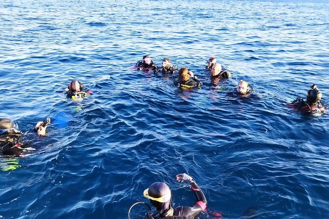 Scuba Diving Experience - Underwater scenery in the Gulf of Catania
