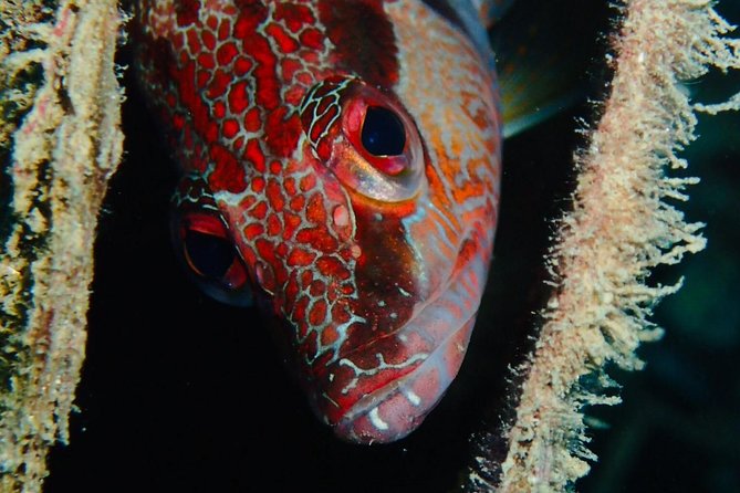 Scuba Diving Experience in Taormina - What the $163.23 price represents