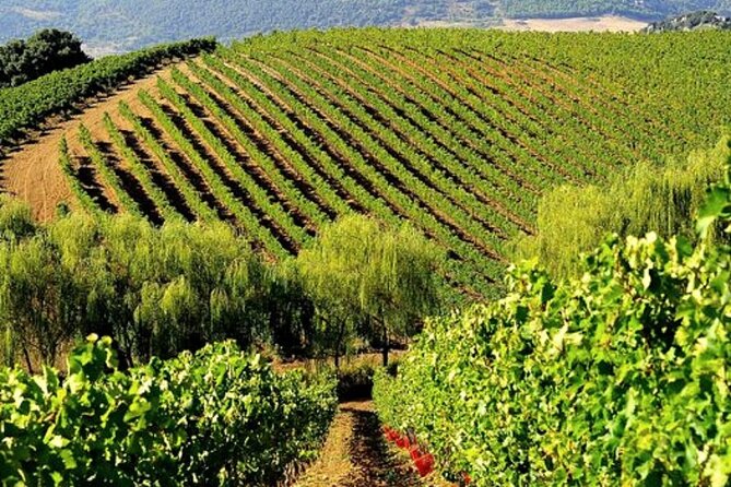 Sicilian Winery Tour with Wine Tasting from Palermo - Key points to know before booking