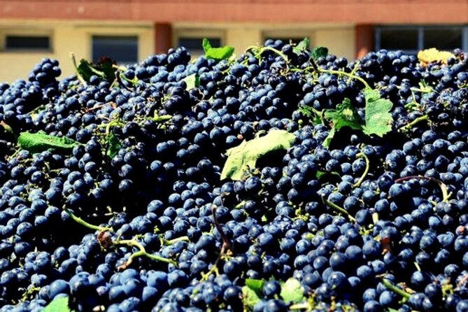 Sicilian Winery Tour with Wine Tasting from Palermo - Who will enjoy this winery outing?