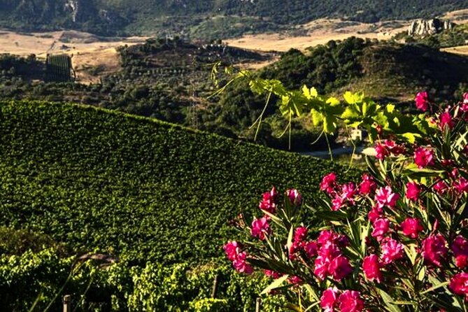 Sicilian Winery Tour with Wine Tasting from Palermo - Practical details that affect your day