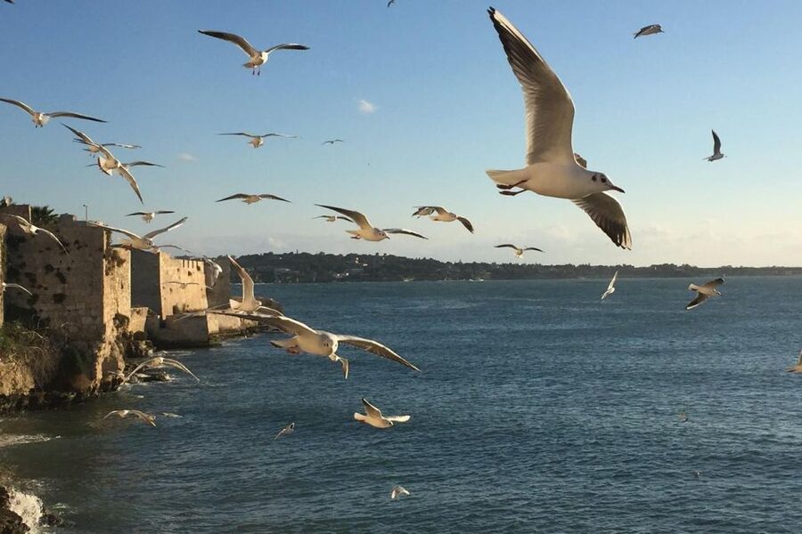 Siracusa: Ortygia Island Boat Tour with Grotto Visit - Key points to know before booking