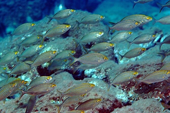 Snorkeling at Isola Bella Marine Park Taormina - Is the $48.16 price good value?