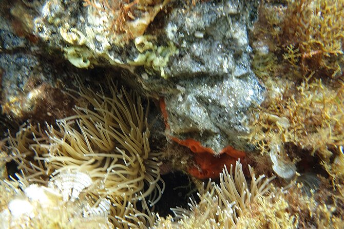 Snorkeling in Ustica (observation of marine flora and fauna) - What the guide adds to the experience