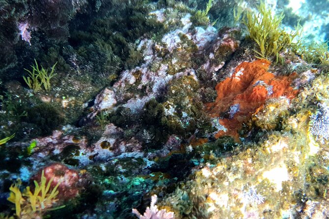 Snorkeling in Ustica (observation of marine flora and fauna) - Who should book this snorkeling experience