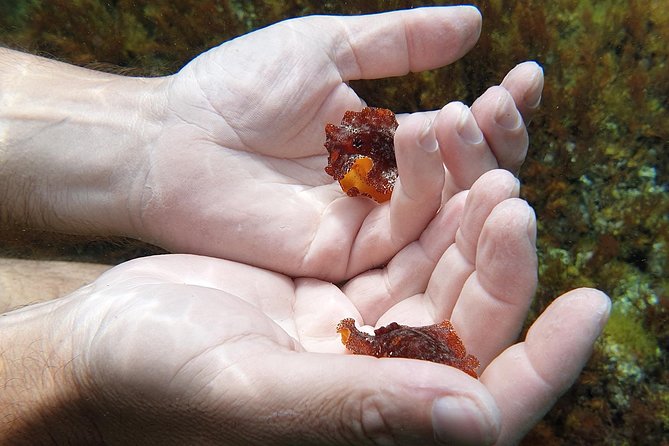 Snorkeling in Ustica (observation of marine flora and fauna) - Practical details before you reserve