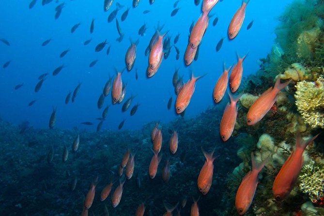 Snorkeling tour around the Isola Bella Nature Reserve - Isola Bella: the natural starting point
