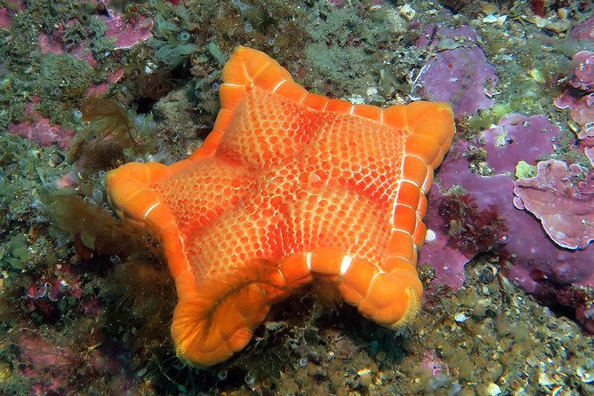 Snorkeling tour around the Isola Bella Nature Reserve - What you may see below the surface