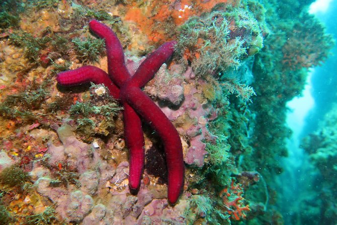 Snorkeling tour around the Isola Bella Nature Reserve - Meeting point, timing, and weather