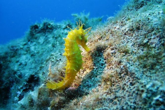 Snorkeling Tour Coast to Coast Taormina and Isola Bella - Quick takeaways for your Taormina boat trip