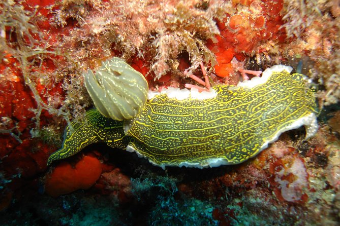 Snorkeling Tour Coast to Coast Taormina and Isola Bella - What happens at Isola Bella