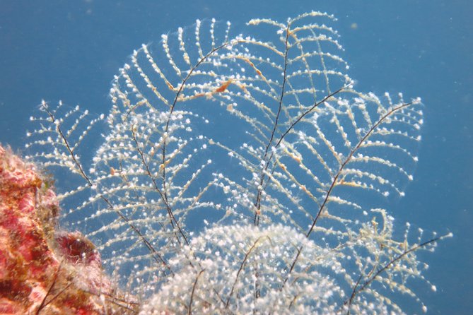 Snorkeling Tour Coast to Coast Taormina and Isola Bella - A friendly crew with useful local touches