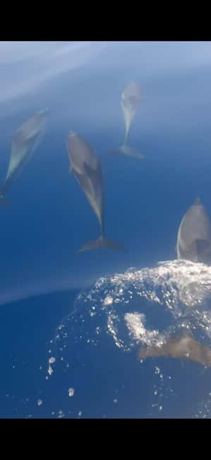 Sunset tour in search of dolphins with aperitif - Why this Giardini Naxos dolphin cruise works