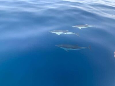 Sunset tour in search of dolphins with aperitif