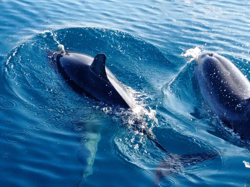 Sunset tour in search of dolphins with aperitif - Pizza, prosecco, and the social mood