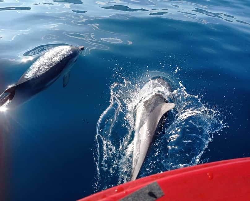 Sunset tour in search of dolphins with aperitif - Searching open water for dolphins
