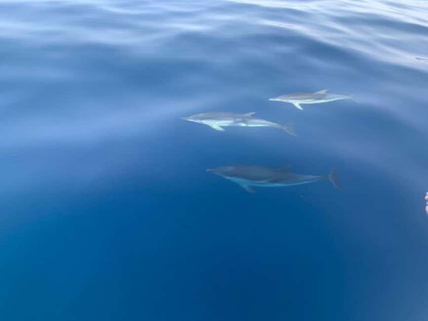 Sunset tour in search of dolphins with aperitif - Naxos Bay and the first coastal views