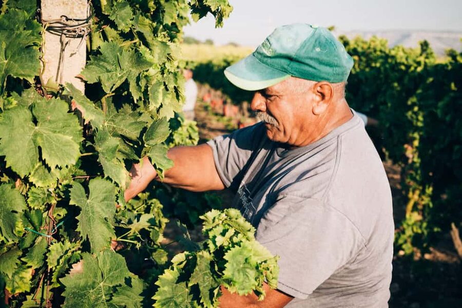 Syracuse: Exclusive Sicilian Wine Tasting Experience - A winery visit with an archaeological surprise