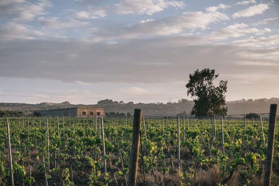 Syracuse: Exclusive Sicilian Wine Tasting Experience - What you learn about Sicilian wine