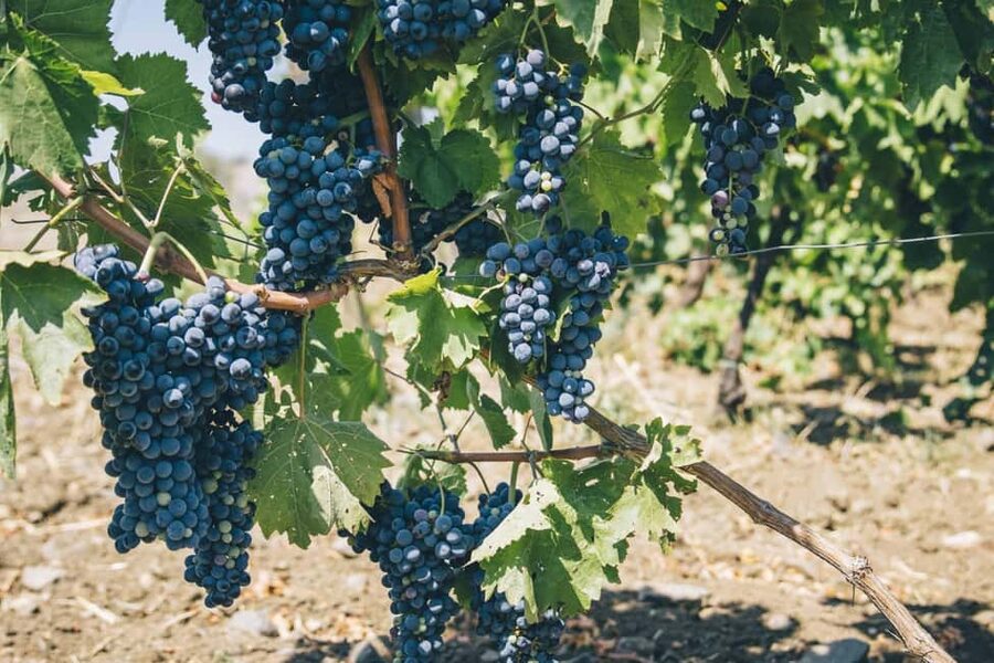 Syracuse: Exclusive Sicilian Wine Tasting Experience - Why Nero d’Avola and Cabernet make a useful pair