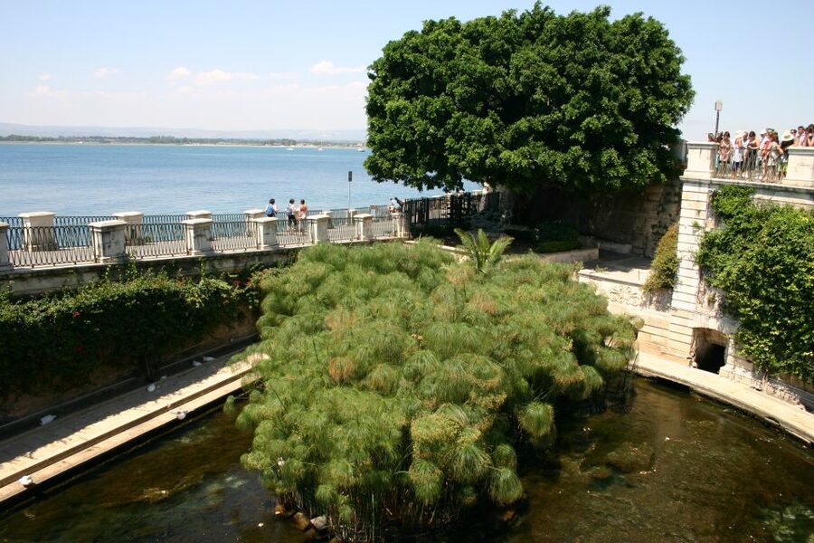 Syracuse: Ortigia Private Walking Tour - Arethusa Spring and the Sea View