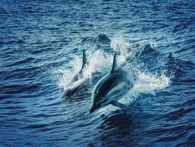 Taormina and Giardini Naxos: 2 Hour Dolphin Tour & Grotto - The Blue Grotto’s Blue Light and Short Photo Stop