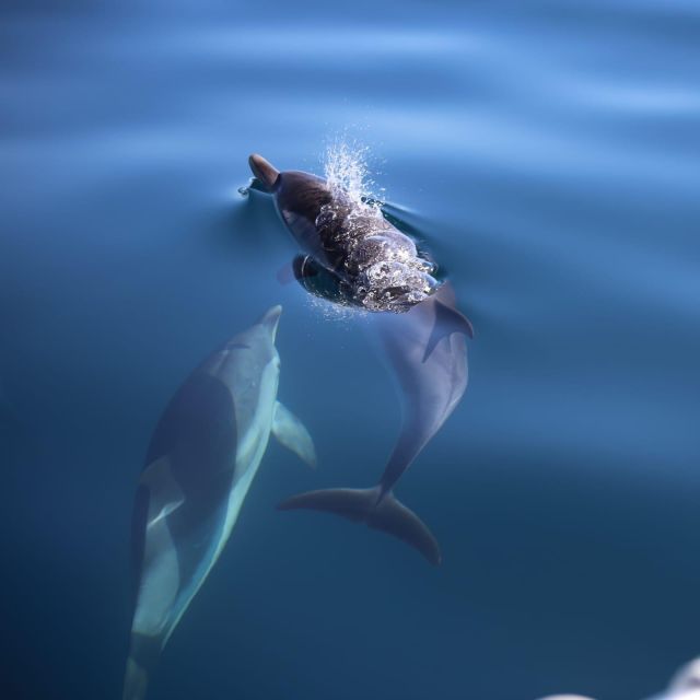 Taormina Coast Tour and Searching Dolphins - Taormina’s coast from a small boat