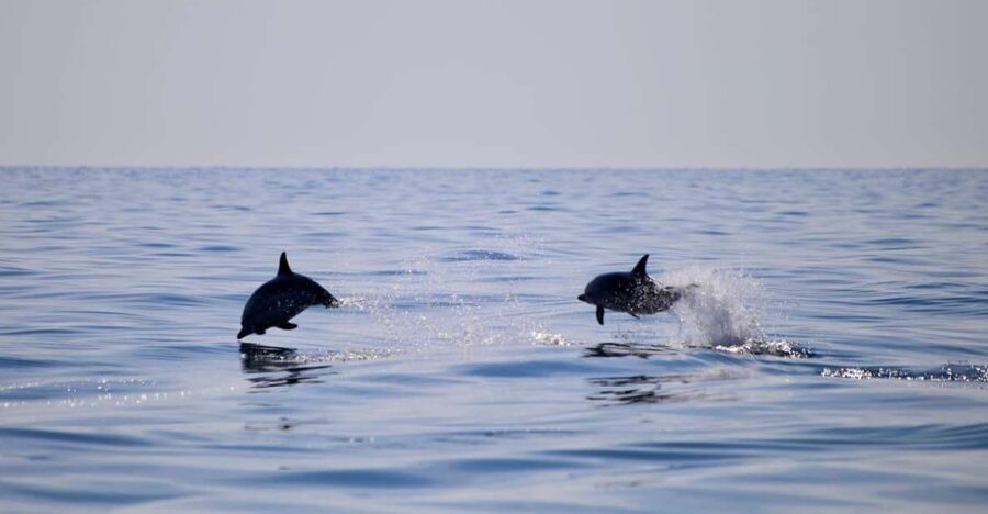 Taormina Coast Tour and Searching Dolphins - Isola Bella, clear water, and a Sicilian aperitif