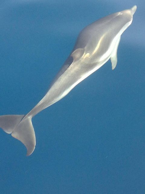 Taormina Coast Tour and Searching Dolphins - An hour searching for dolphins in the bay