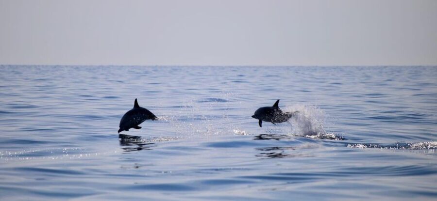 Taormina Coast Tour and Searching Dolphins - Who will enjoy this trip most