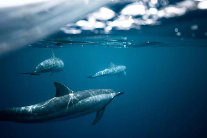 Taormina: Sunset Boat Tour with Dolphin Watching & Aperitif - The Blue Diamond and the small-group setup