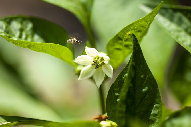 Tour in the heady scents of our garden in Ragusa - The aromatic plant activity at the end
