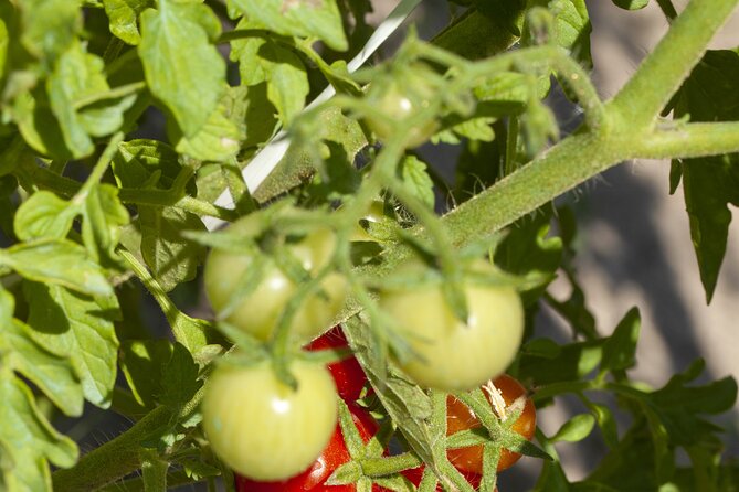 Tour in the heady scents of our garden in Ragusa - The unexpected pleasure of prickly pear