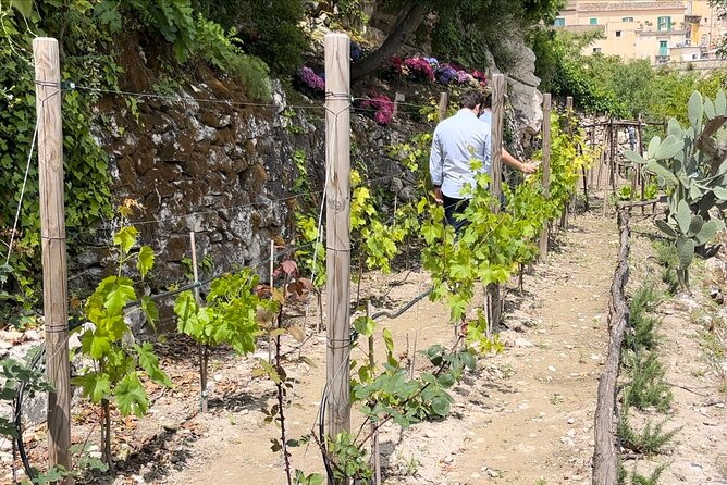 Tour in the heady scents of our garden in Ragusa - What happens during the one-hour walk