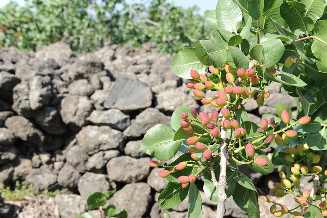 tour with tasting in the Bronte pistachio plantations - Volcanic Soil and the Work Behind the Crop