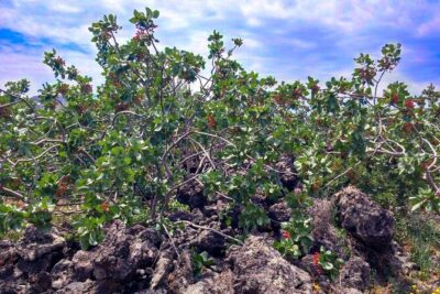 tour with tasting in the Bronte pistachio plantations