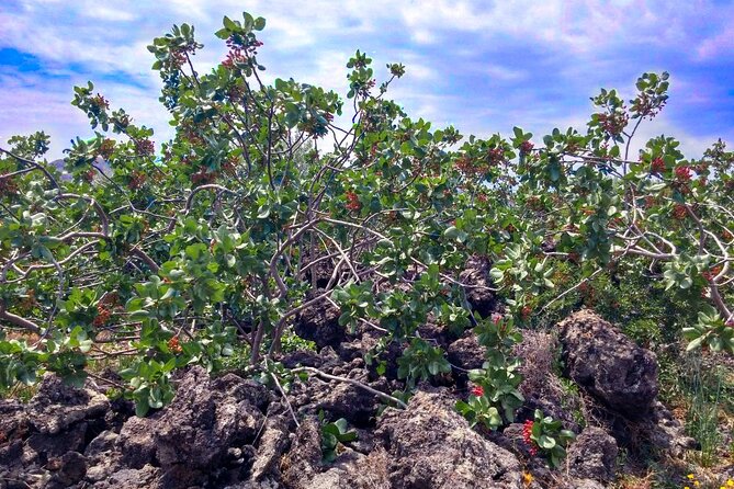 tour with tasting in the Bronte pistachio plantations - A Tasting With Sweet and Savory Pistachio Foods