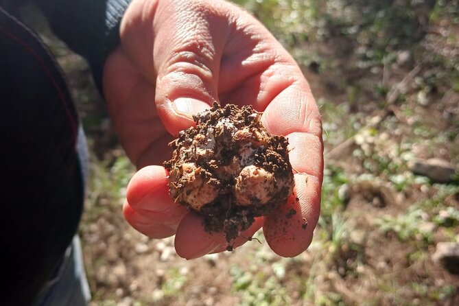 Truffle hunting in the Sicani mountains: a unique experience in Sicily - Key points to know before you book