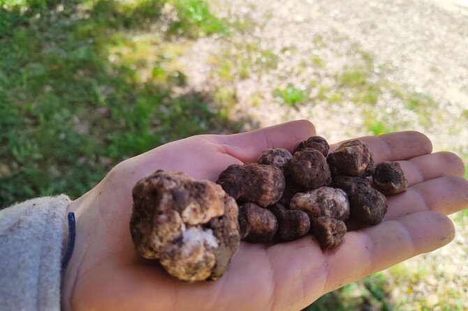 Truffle hunting in the Sicani mountains: a unique experience in Sicily - Following the dogs through Monte Cammarata