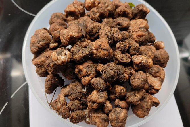 Truffle hunting in the Sicani mountains: a unique experience in Sicily - What you learn about truffles in the woods