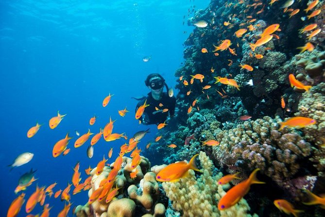 Try Scuba Dive (baptism of the sea) - The center’s practical comforts