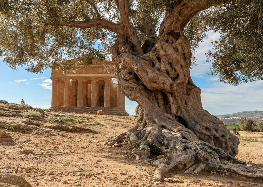 Valley of the Temples and Villa Romana Multi-Language Tour - Practical tips for a better day