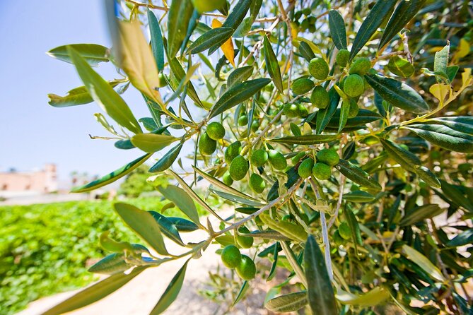 Visit and Private Tasting of EVO Oil and Organic Wine - Key points at a glance