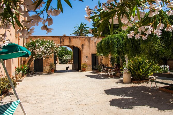 Visit and Private Tasting of EVO Oil and Organic Wine - Breadsticks, taralli, and the pace of the visit