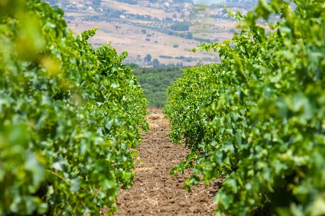 Visit and Private Tasting of EVO Oil and Organic Wine - The historic cooper and the tasting room