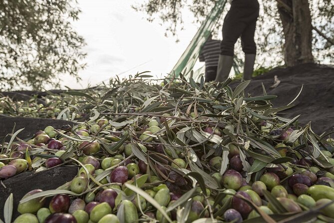 Visit to the olive grove, oil tasting and lunch at the farm - What happens at Terra Surti near Sortino