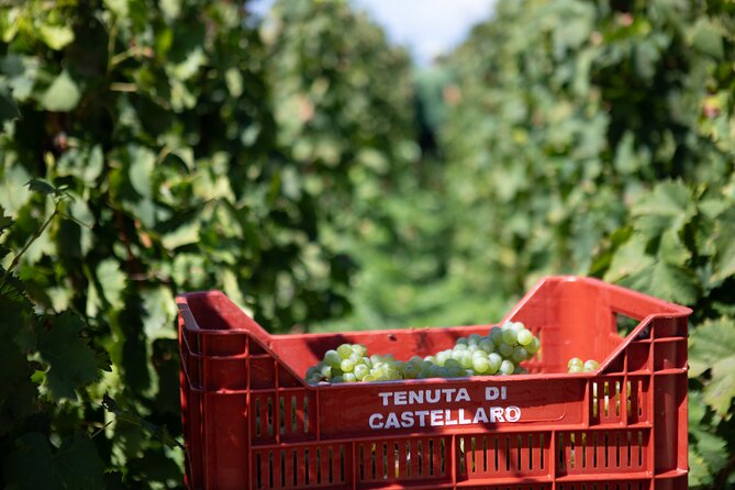 Wine tasting THE CLASSICS - Who should book this experience?